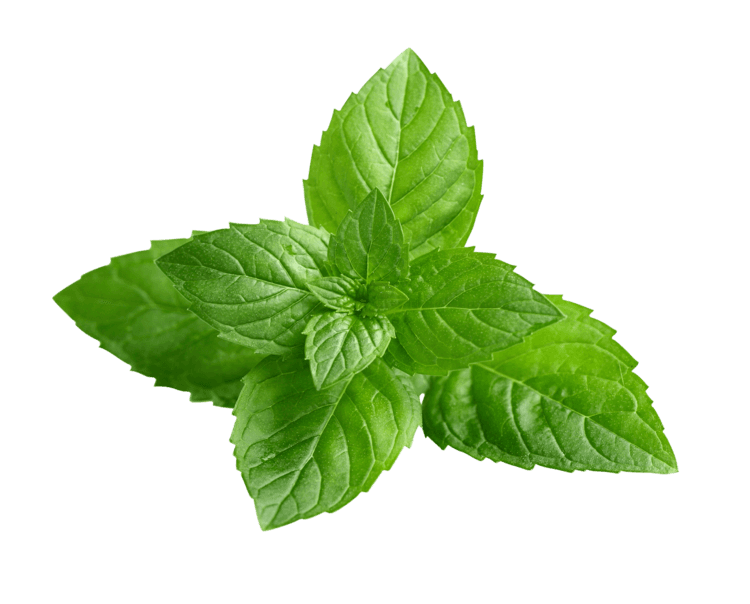 Mint